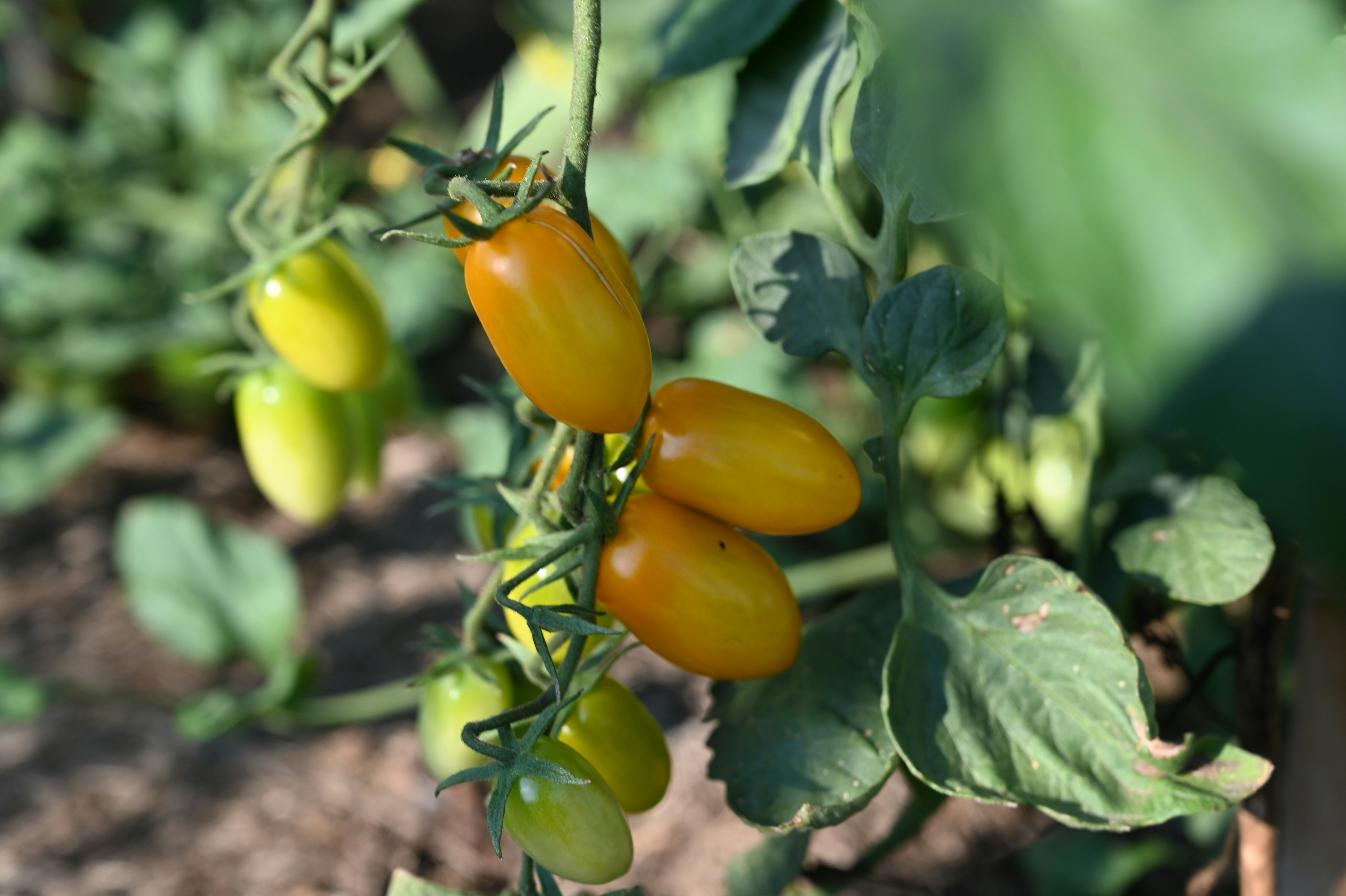 yellow and green oval fruits