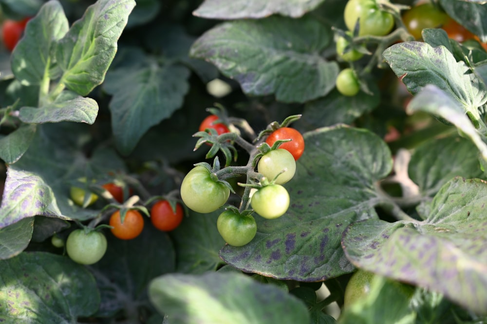 green and red fruits on green leaves