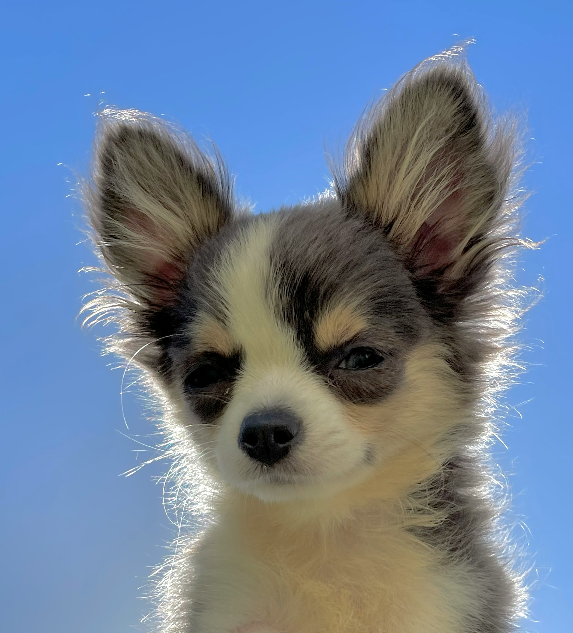 dog losing hair in patches