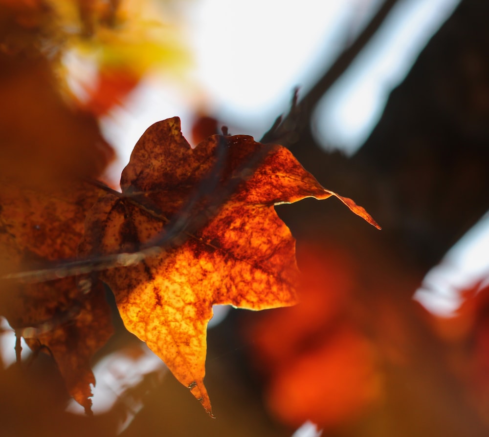 brown maple leaf in close up photography