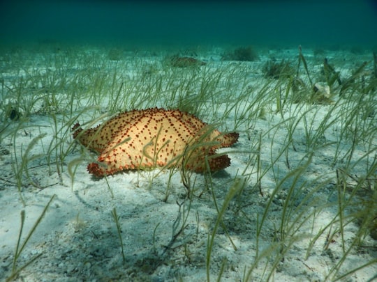 brown and black sea creature on body of water in Belize Barrier Reef Belize
