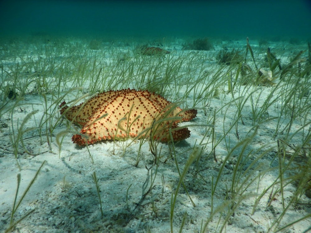 brown and black sea creature on body of water