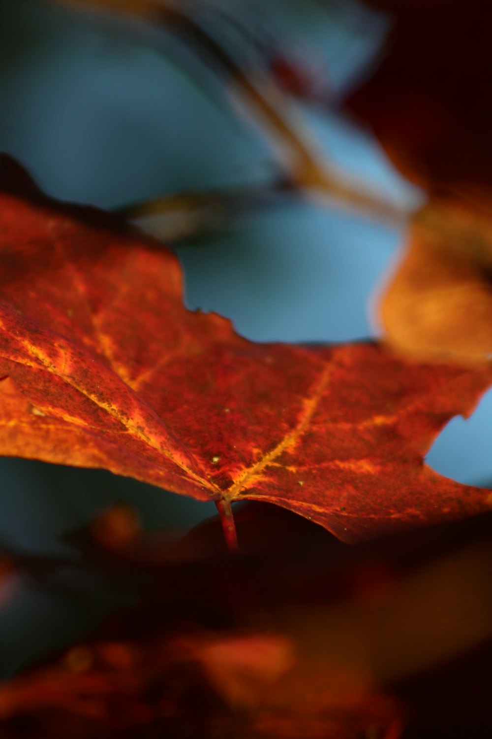 brown leaf in close up photography
