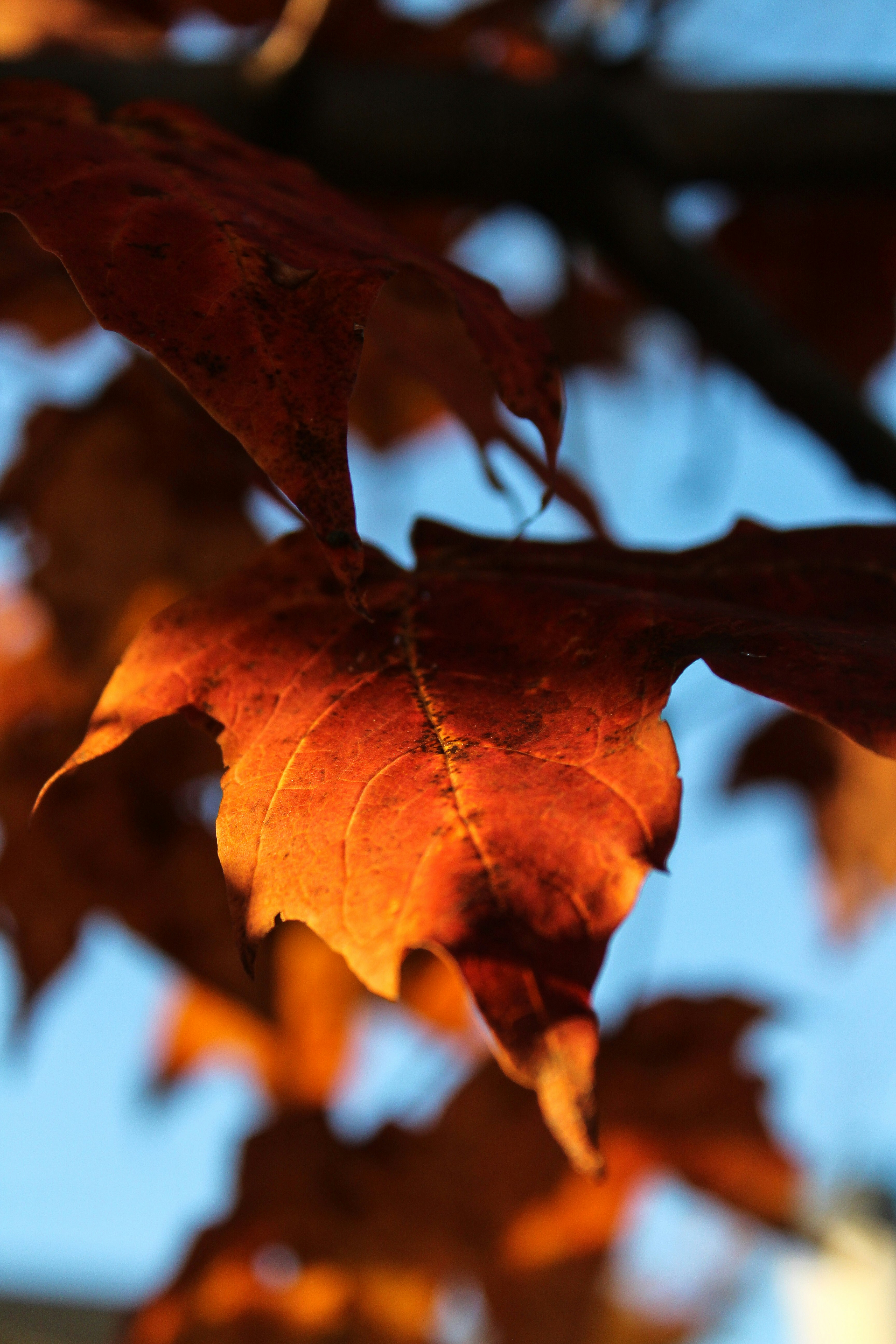 brown maple leaf in close up photography