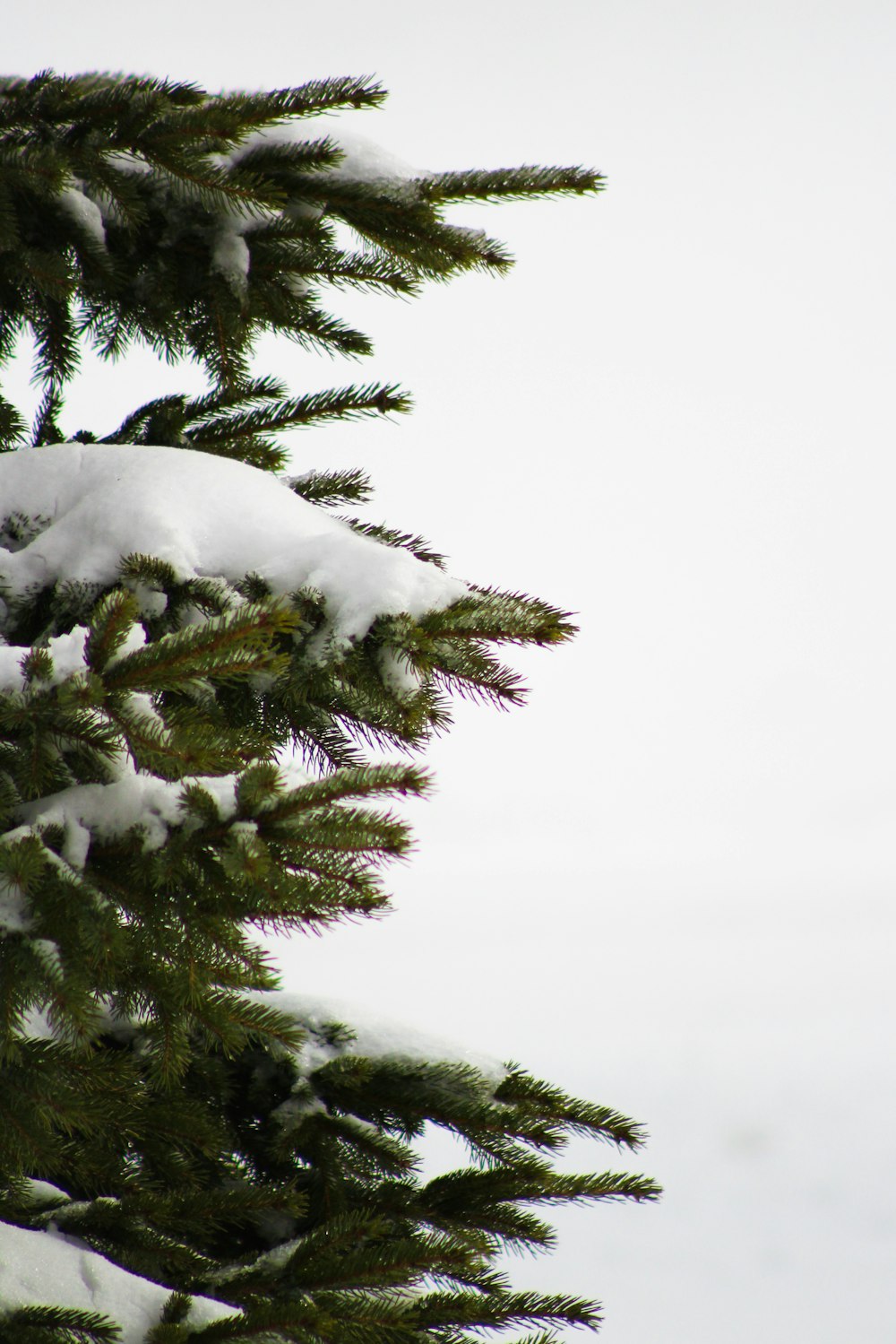 green pine tree covered with snow