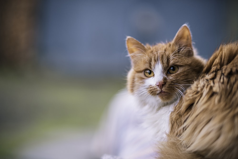 orange tabby cat lying on white textile