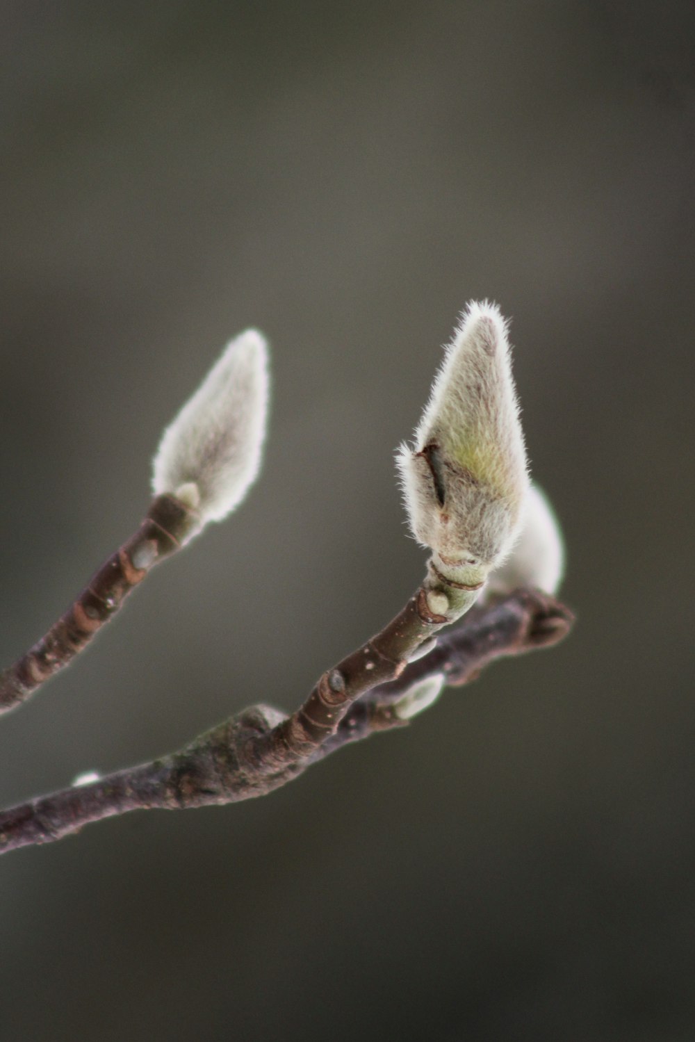 green and brown plant stem