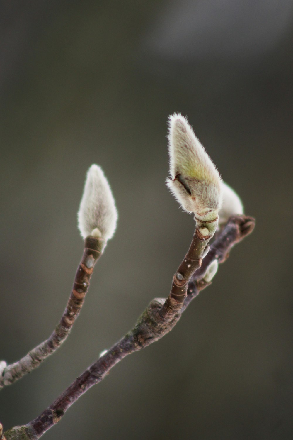 green and white flower bud in close up photography