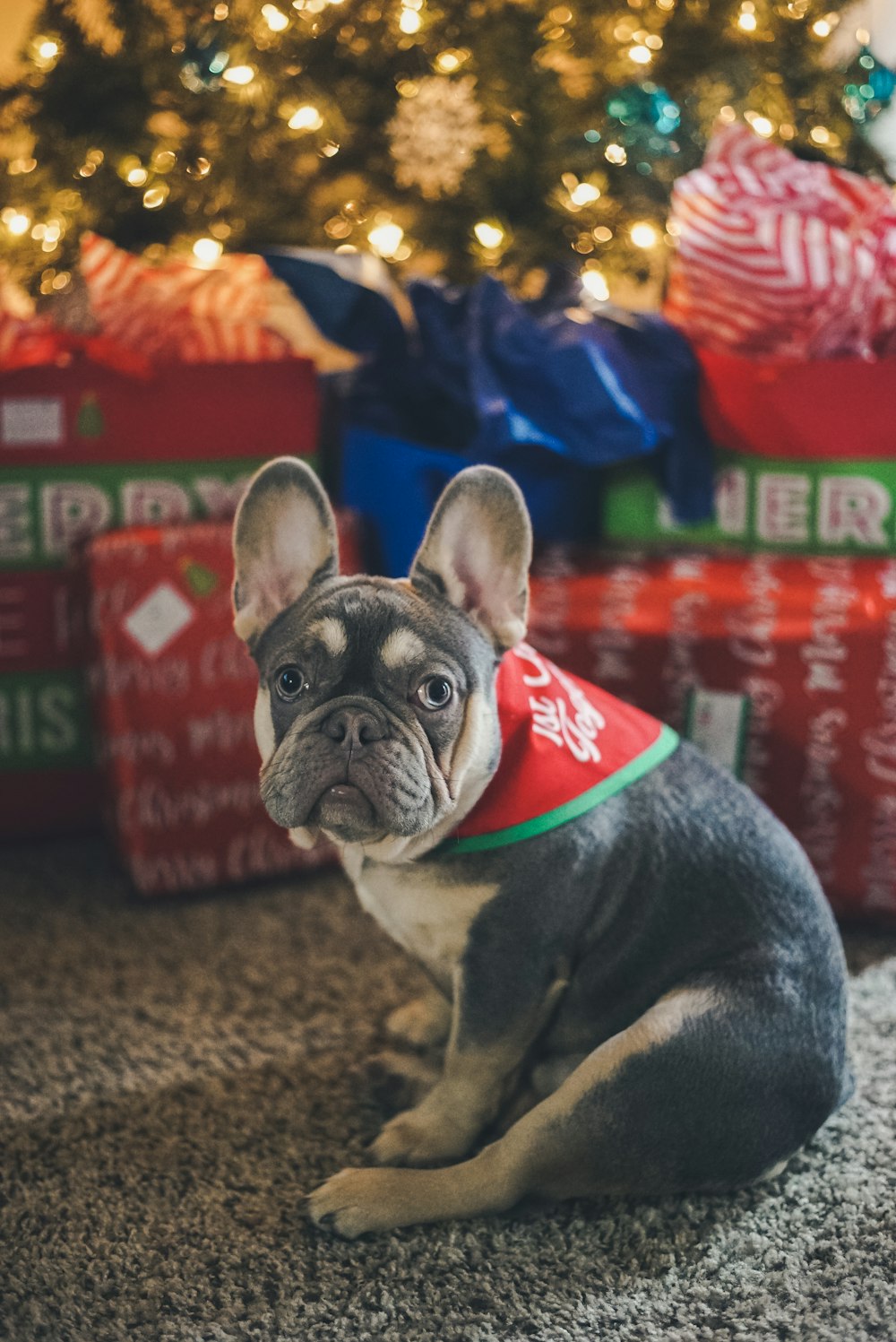 black and white french bulldog wearing green shirt