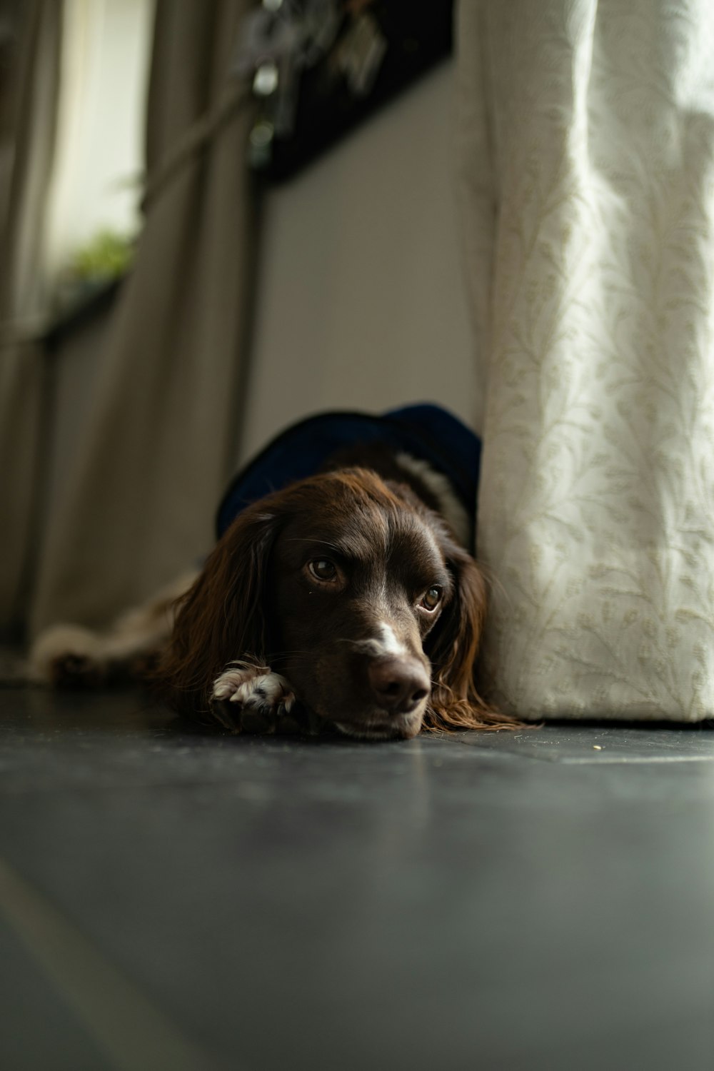 brown short coated dog lying on floor