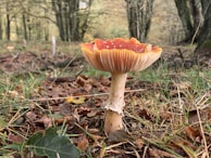 A vibrant, red-capped mushroom with white spots stands prominently on a forest floor covered in fallen leaves. The surroundings include green and brown grasses, as well as blurred trees in the background, giving the impression of a serene woodland setting.
