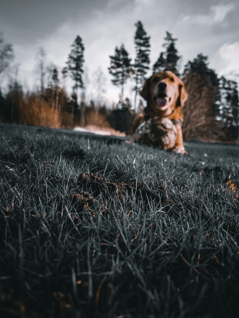 brown short coated dog on green grass during daytime