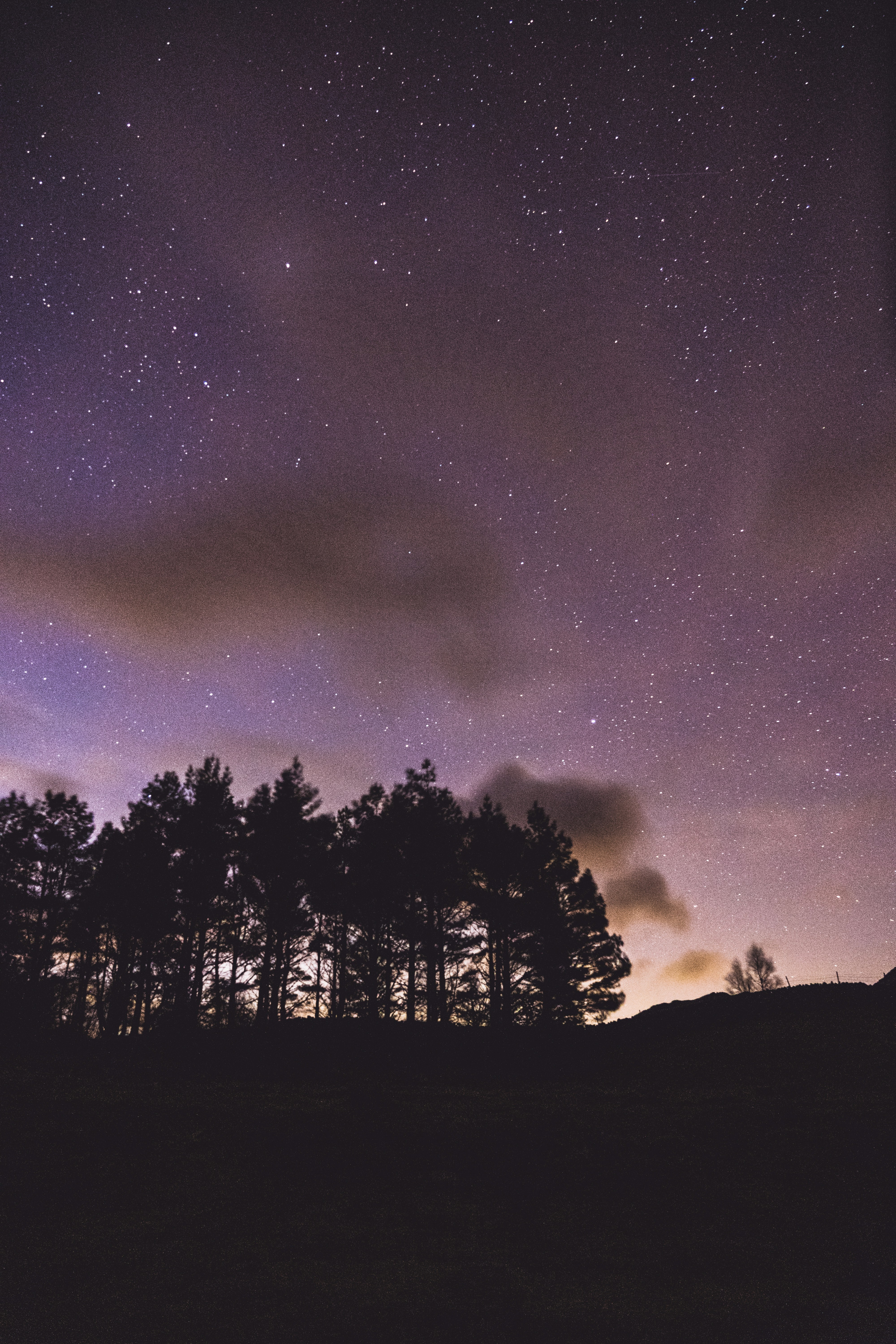 silhouette of trees under starry night