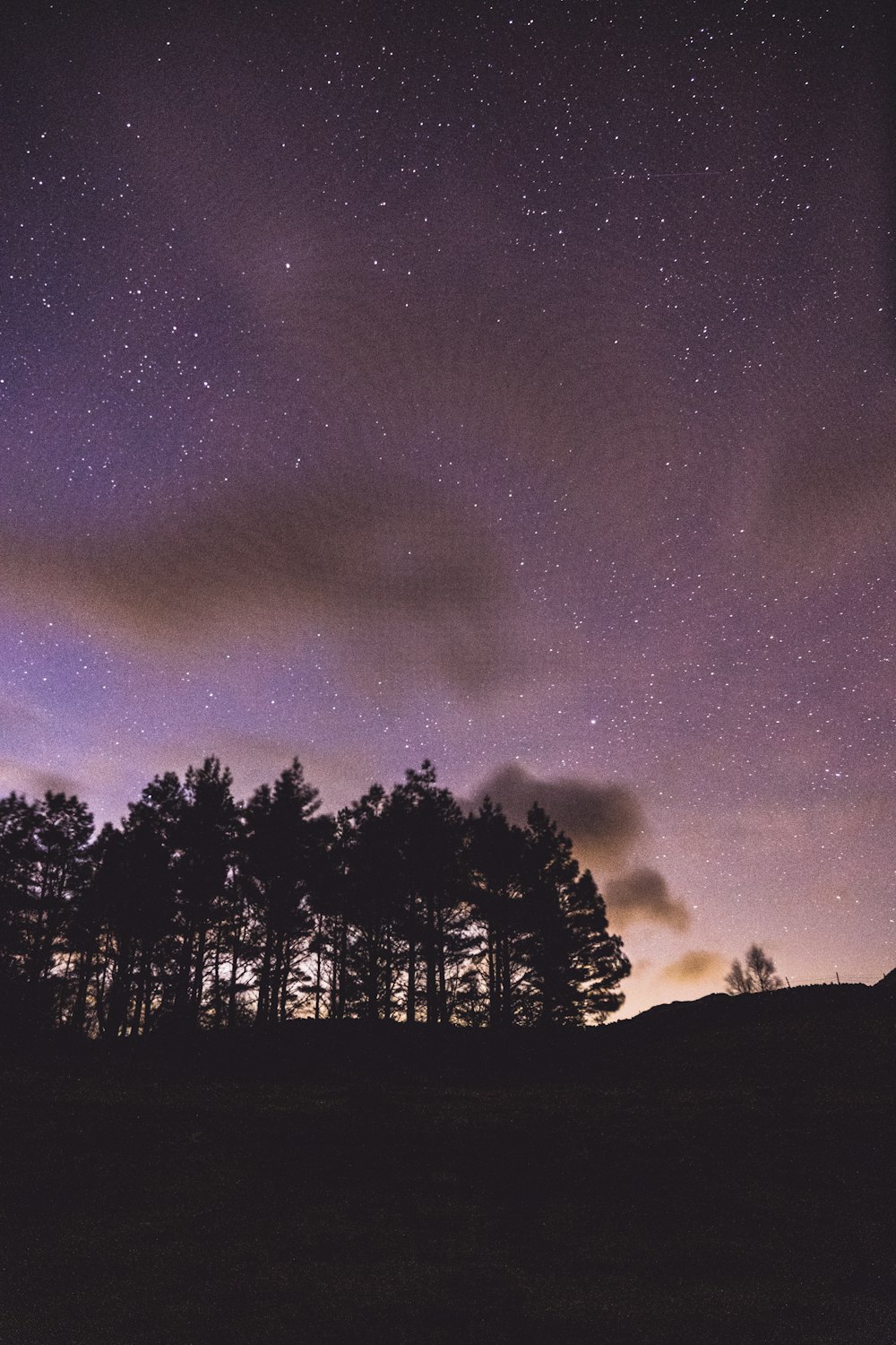 silhouette of trees under starry night