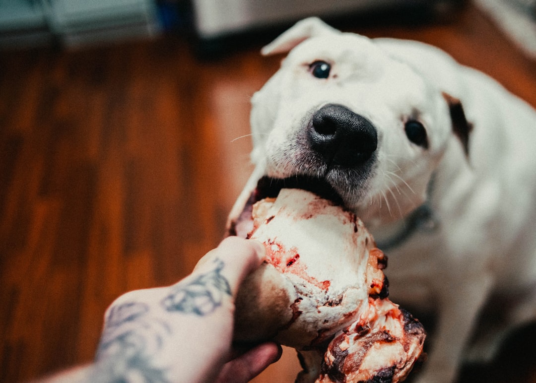 white short coated dog biting red and white bone