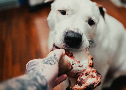 A white dog with a black nose is holding a large piece of meat, and a tattooed hand is seen holding the other end. The dog appears engaged and focused on the meat.
