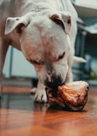 white short coated dog biting a slice of watermelon