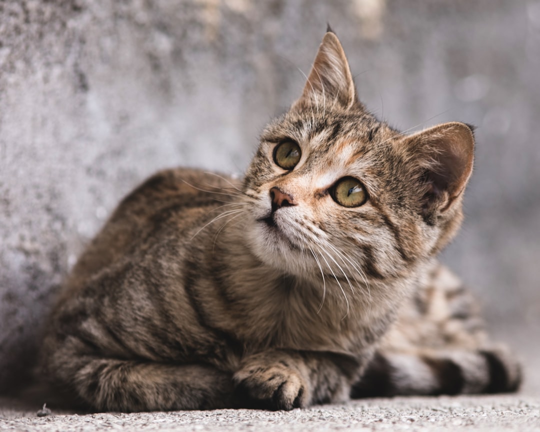 brown tabby cat on snow covered ground