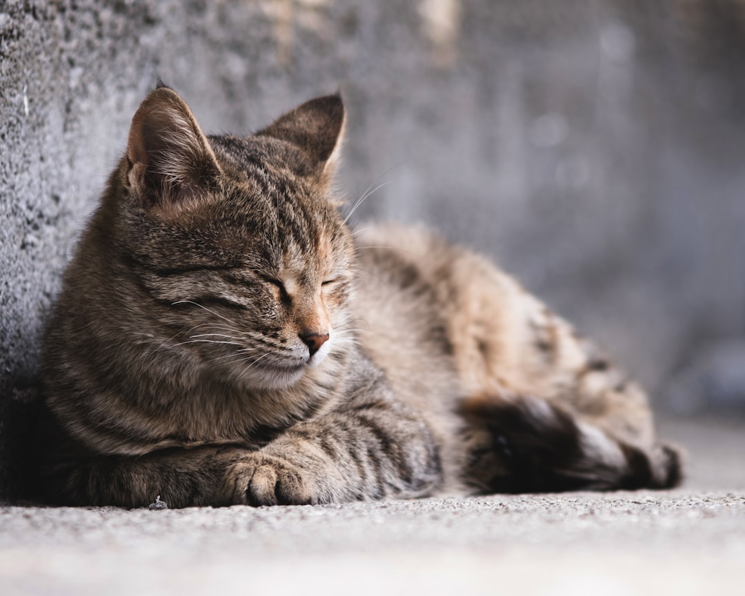 brown tabby cat lying on white snow