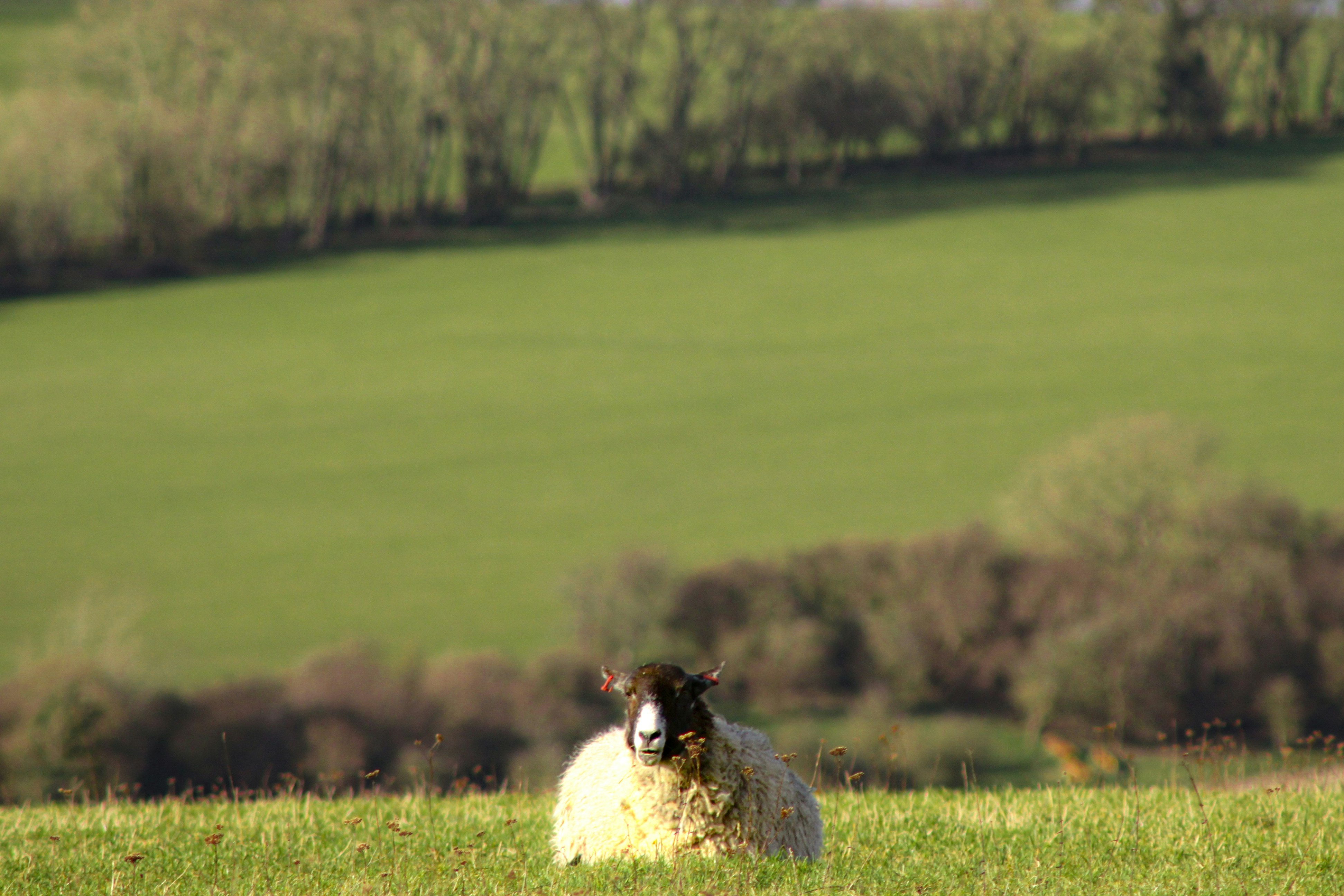 white sheep on green grass field during daytime