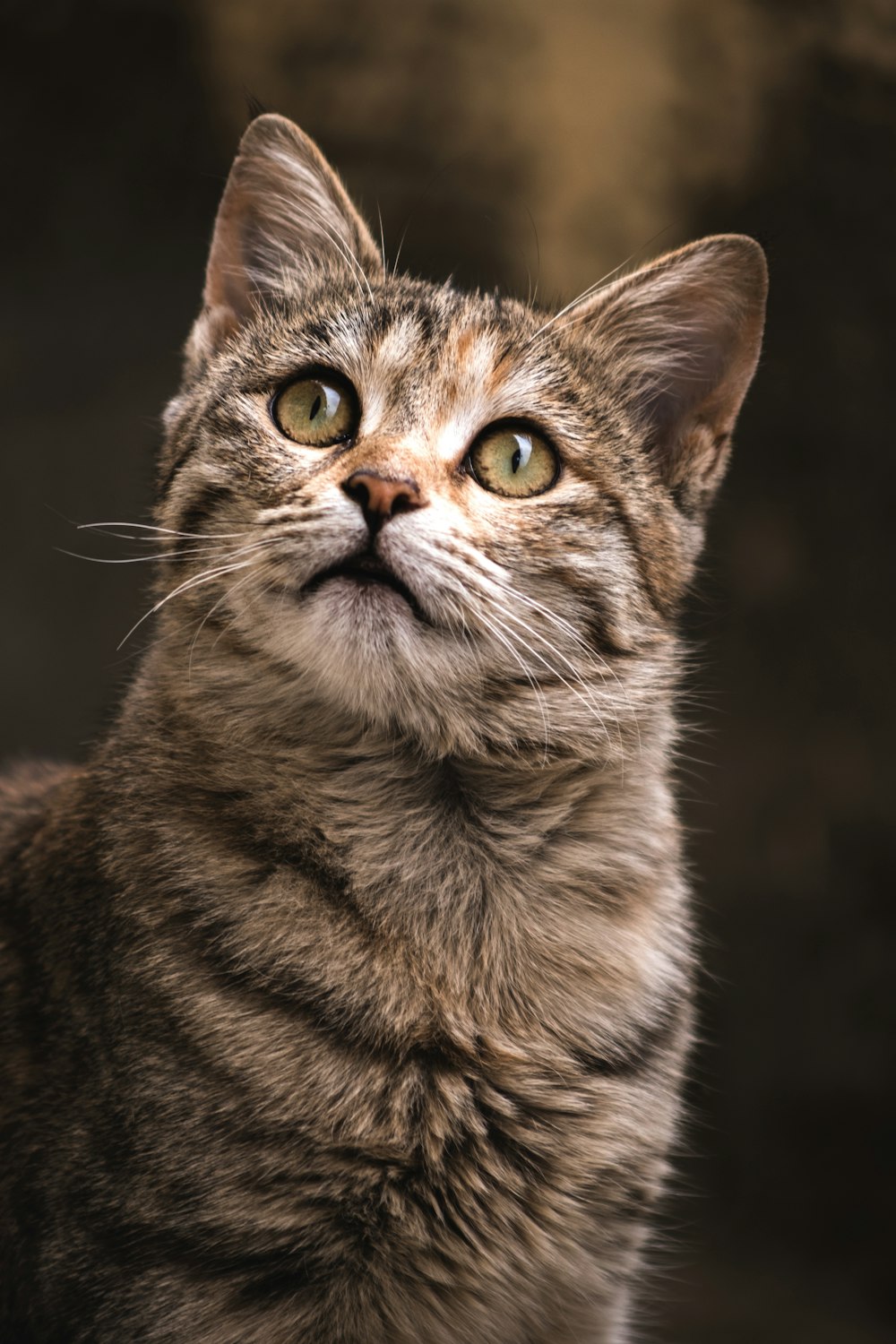 gato marrom tabby na fotografia de perto