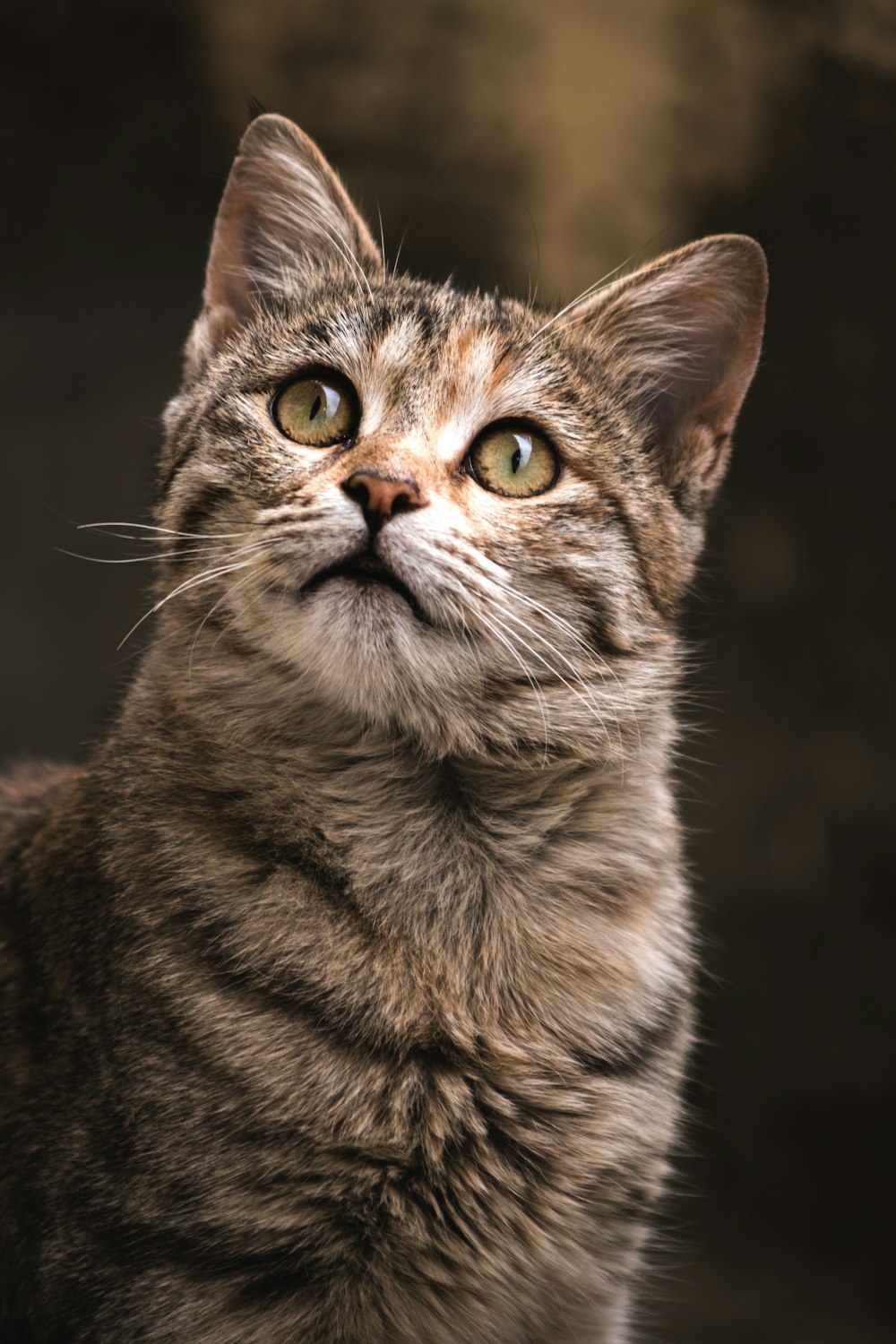 gatto soriano marrone nella fotografia ravvicinata