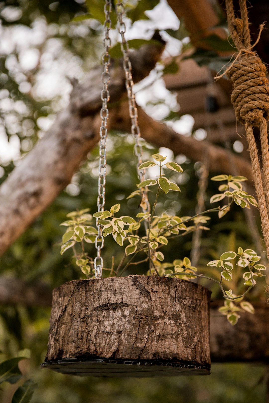 green plant on brown wooden post