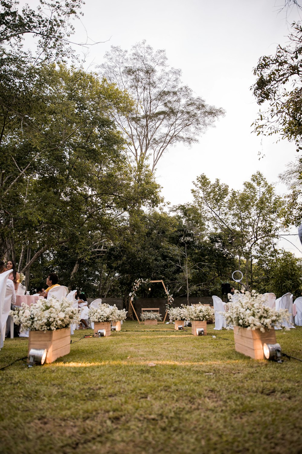 white flowers on green grass field