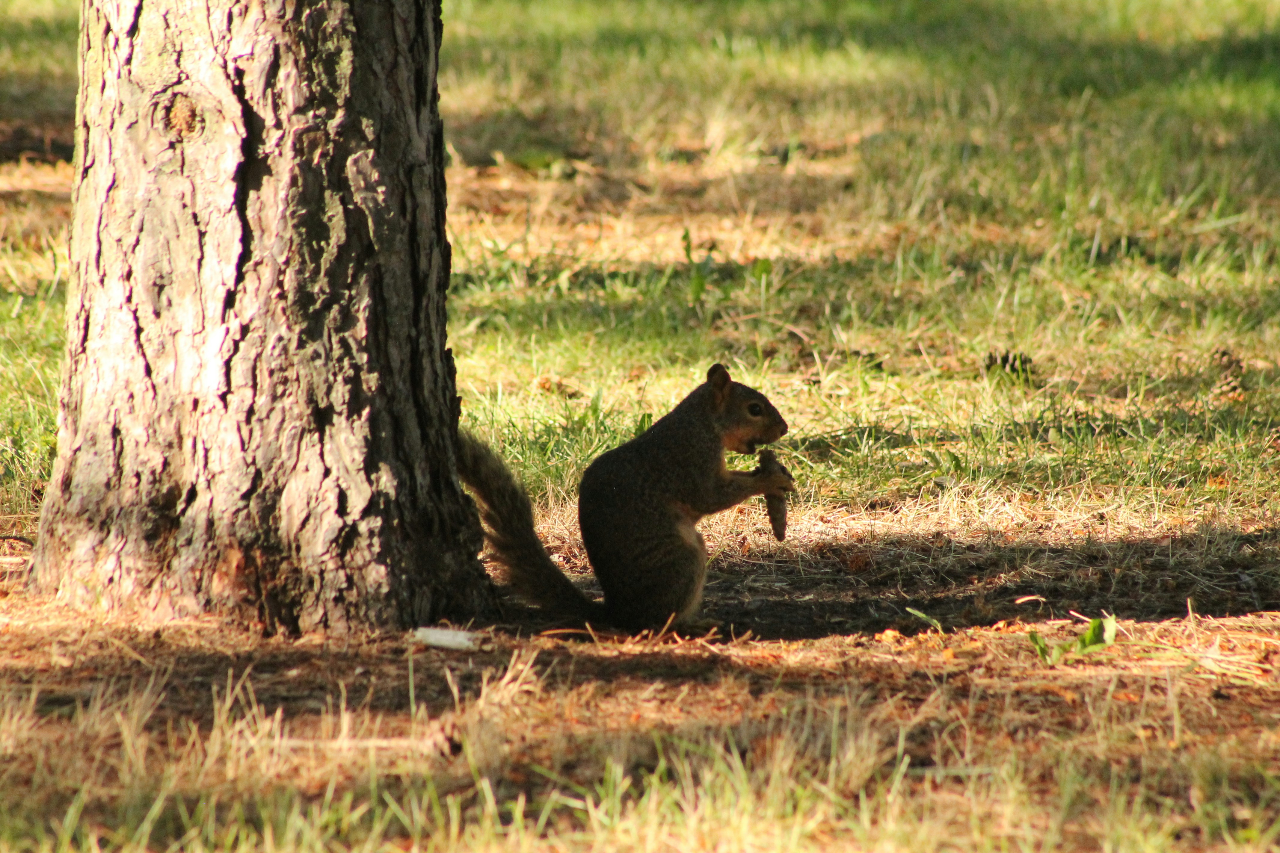brown squirrel on brown tree trunk during daytime