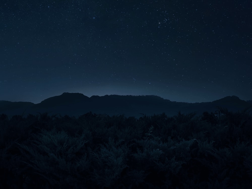 green trees under blue sky during night time