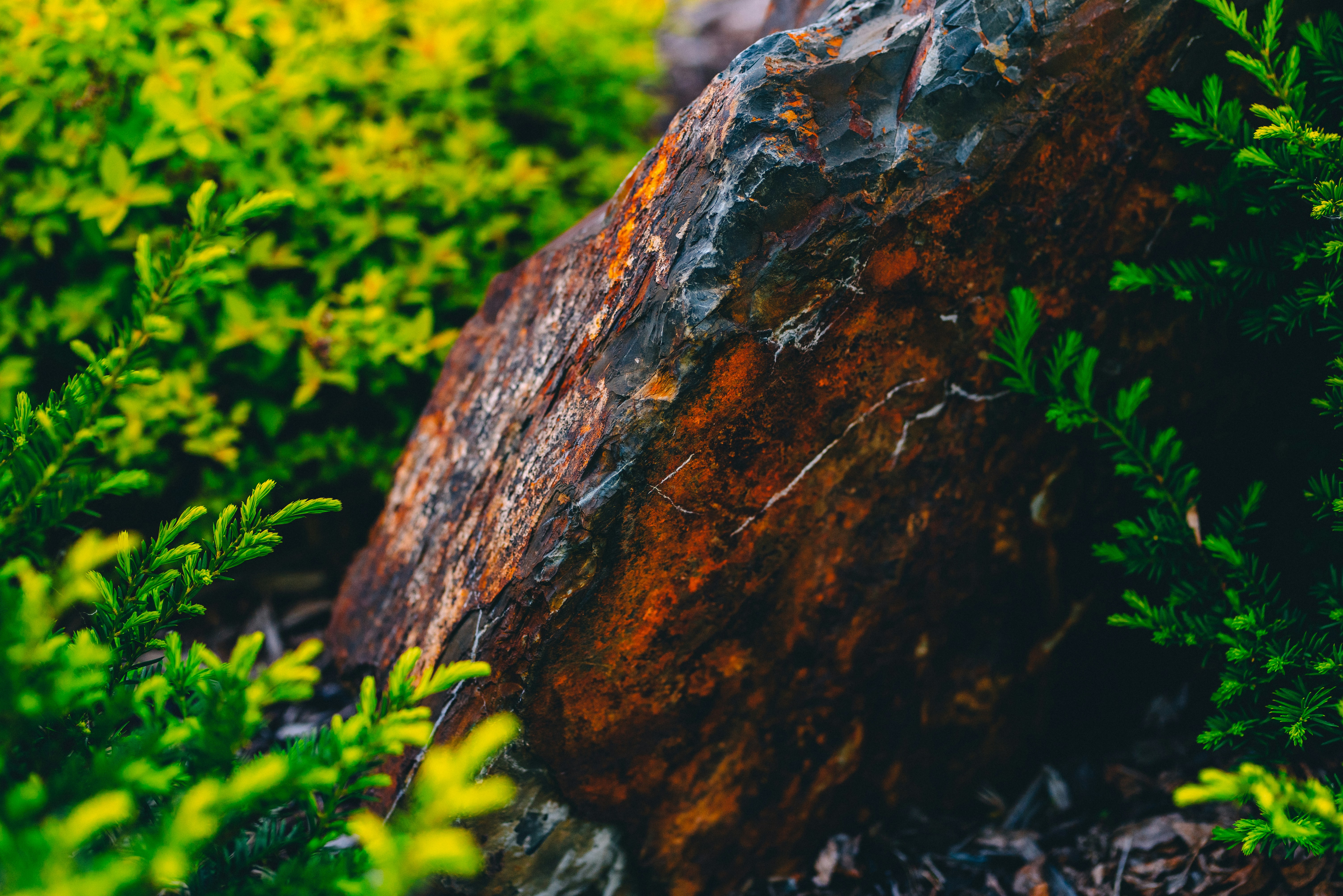 brown and black rock near green plants during daytime