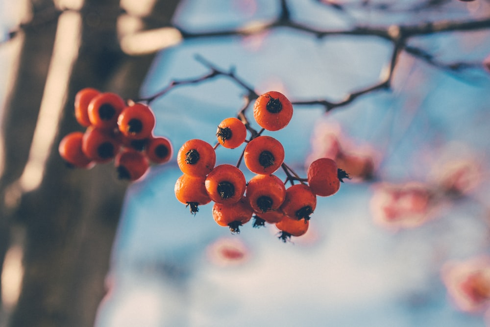 red round fruits on tree branch