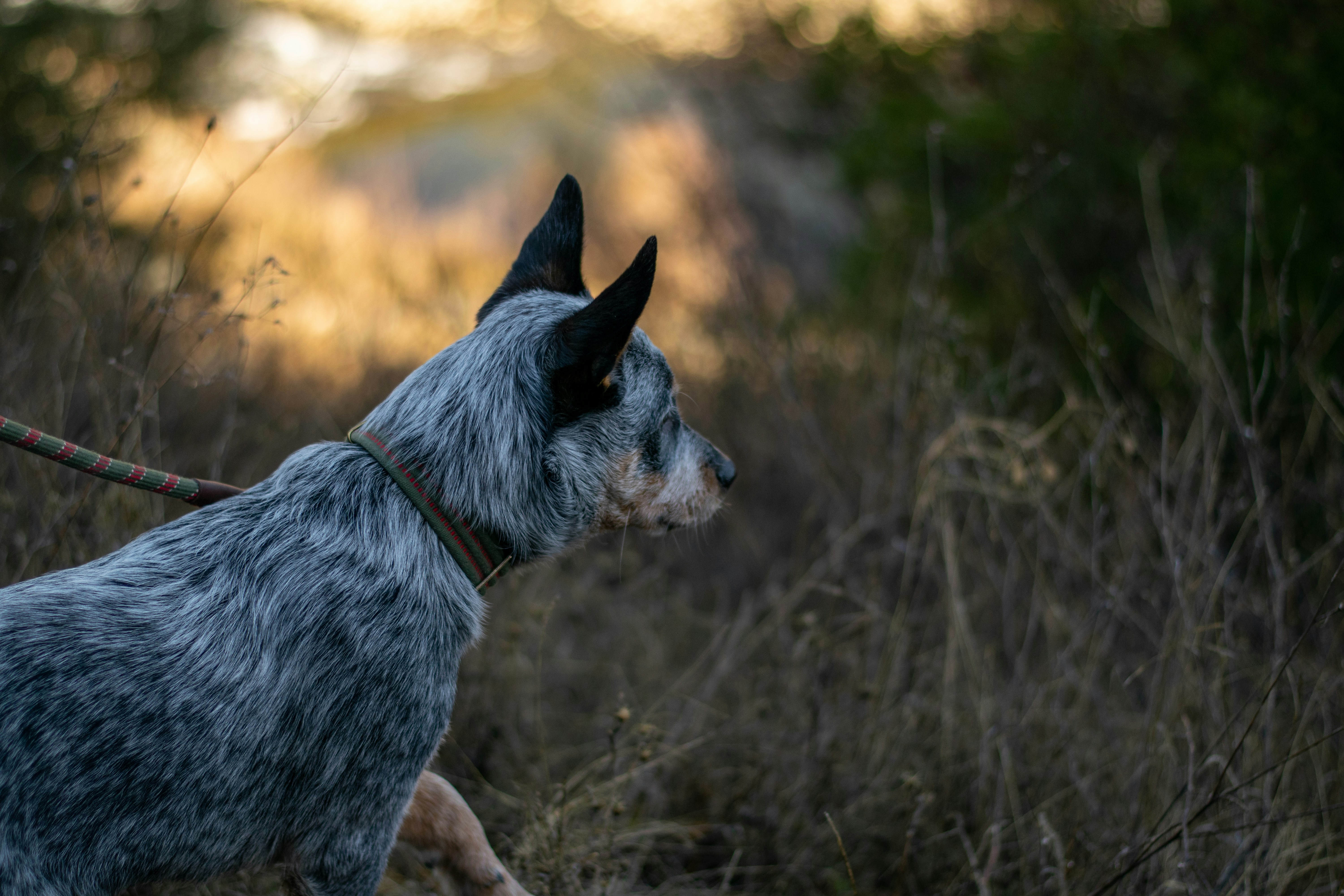 Black and white short coat medium sized dog on brown grass field during