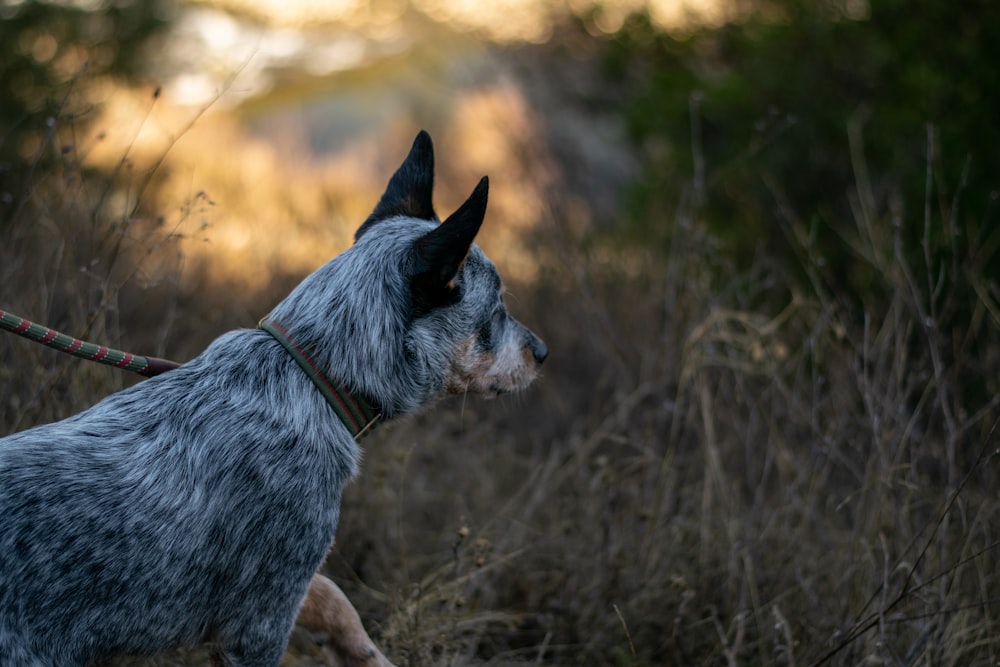 black and white short coat medium sized dog on brown grass field during daytime