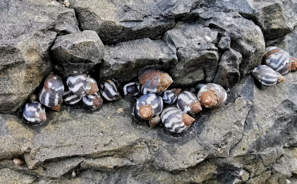 brown and white seashells on gray sand