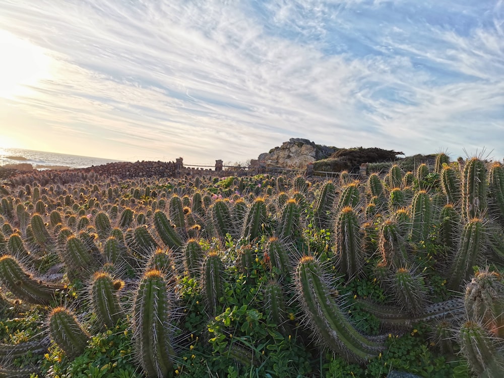 piante di cactus verdi su campo marrone durante il giorno