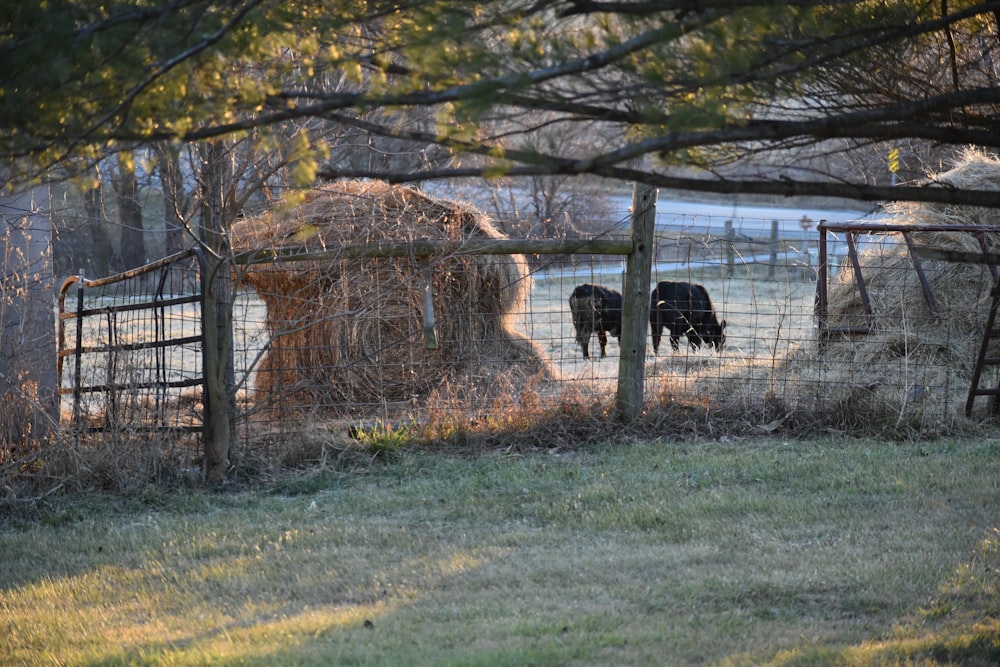black cow on green grass field near bare trees during daytime