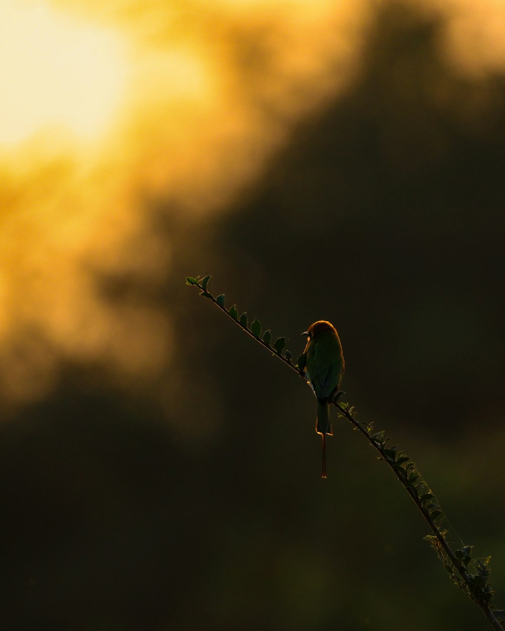 pájaro verde y rojo en palo marrón