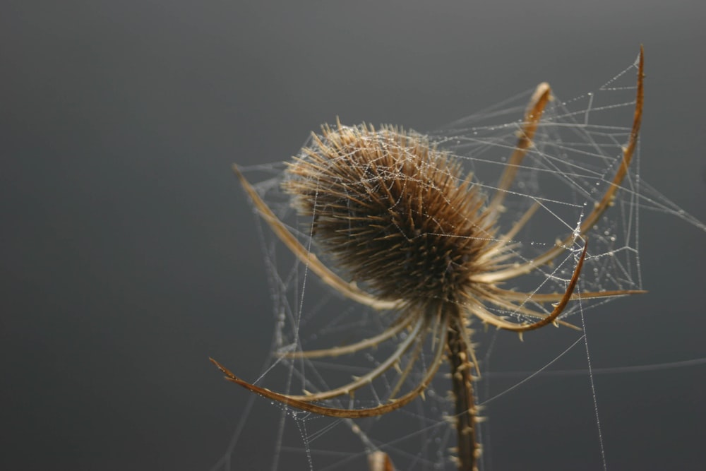 Diente de león blanco en fotografía de primer plano