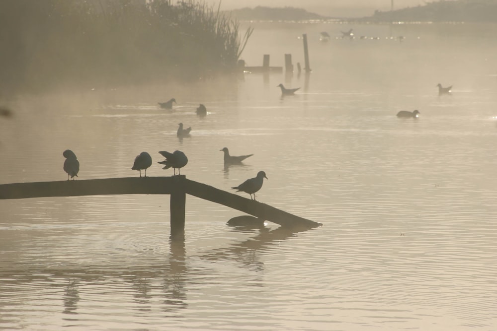 birds on dock during daytime