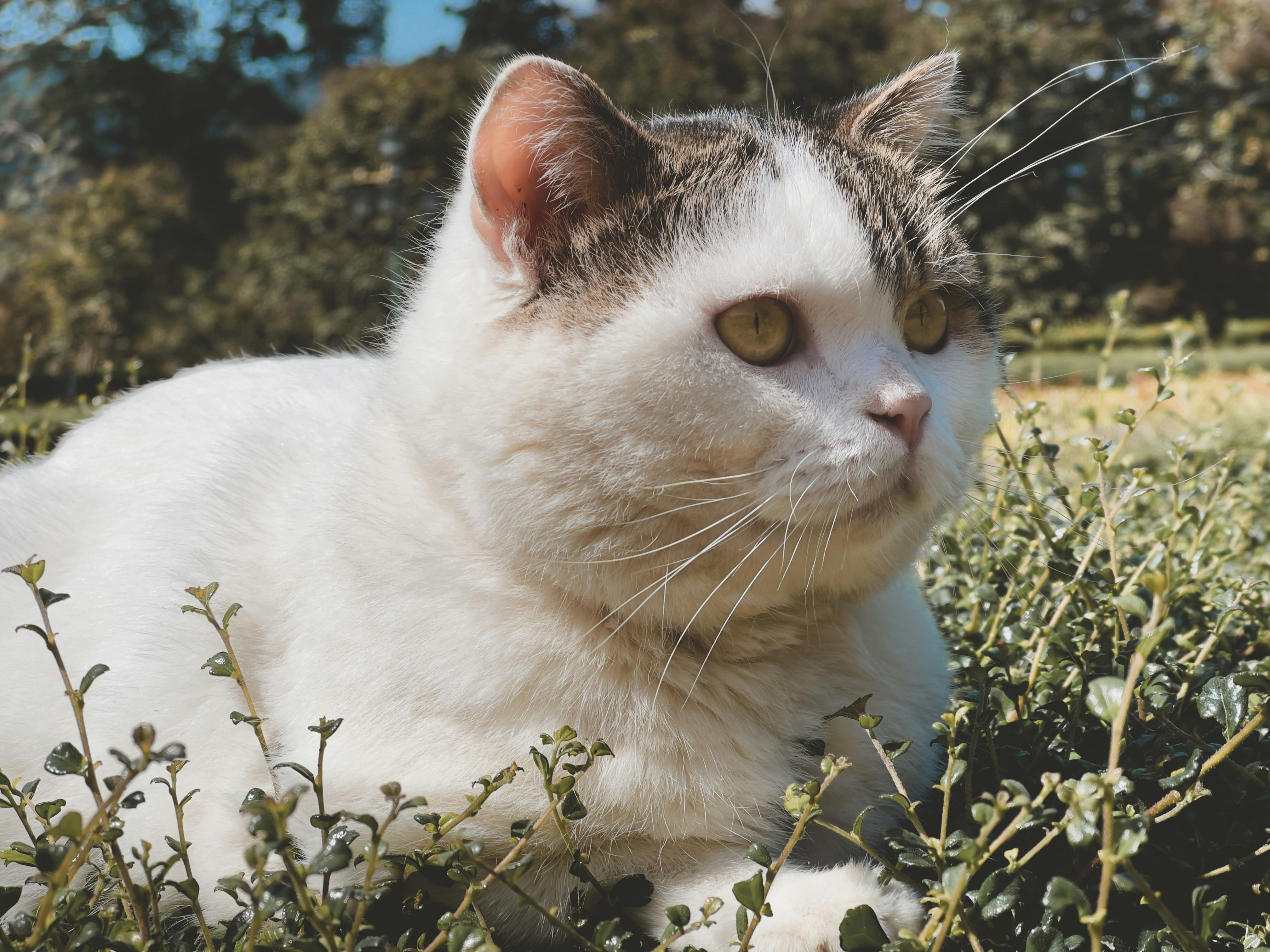 white and black cat on green grass