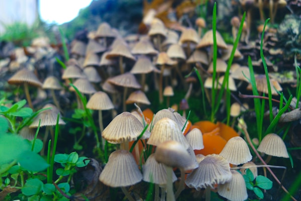 A cluster of small, brown mushrooms growing in a lush, green forest environment. The mushrooms are surrounded by grass and small plants, with their caps open and slightly ribbed. The background is softly blurred, creating a sense of depth.
