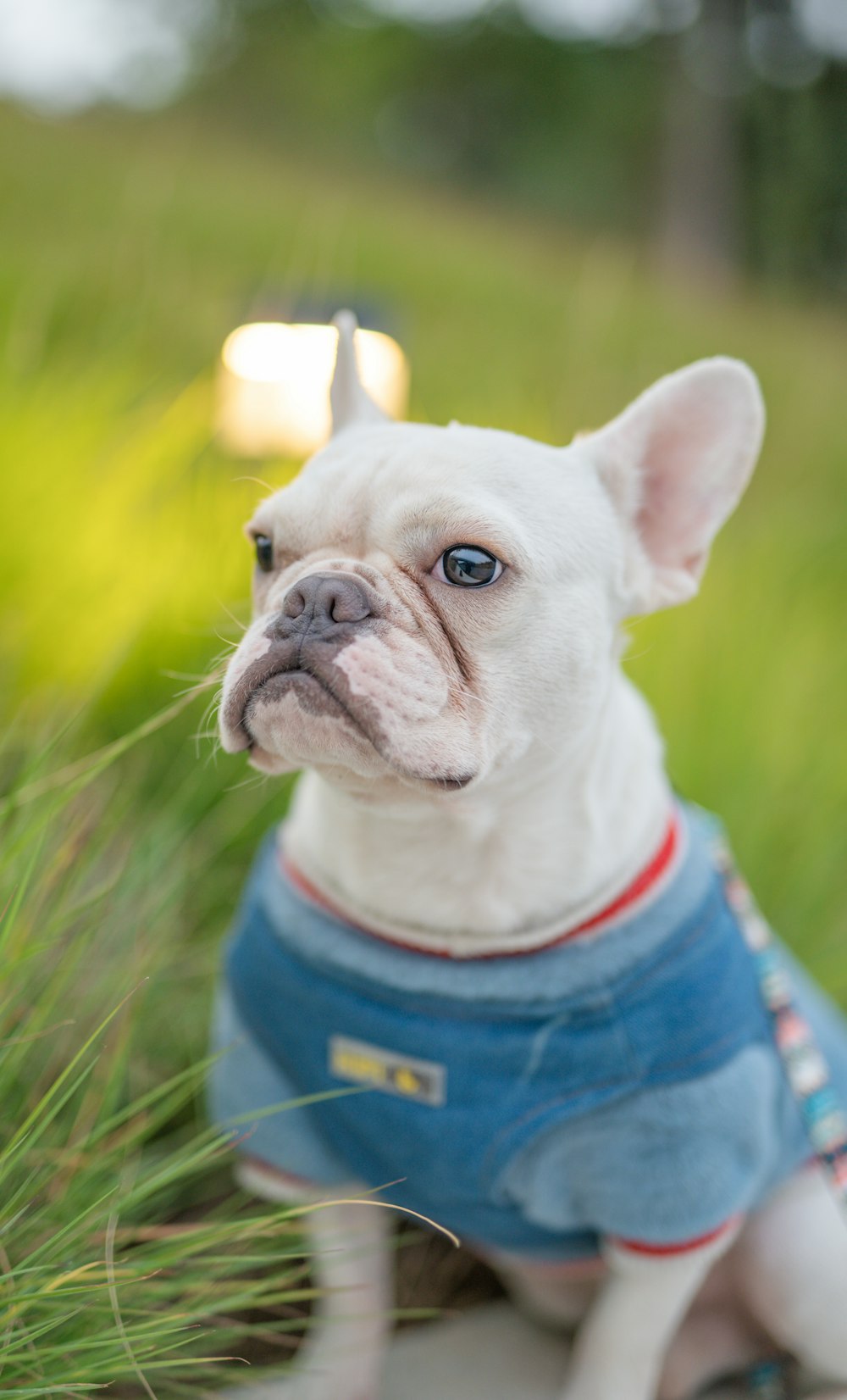 white and black french bulldog in blue and white shirt