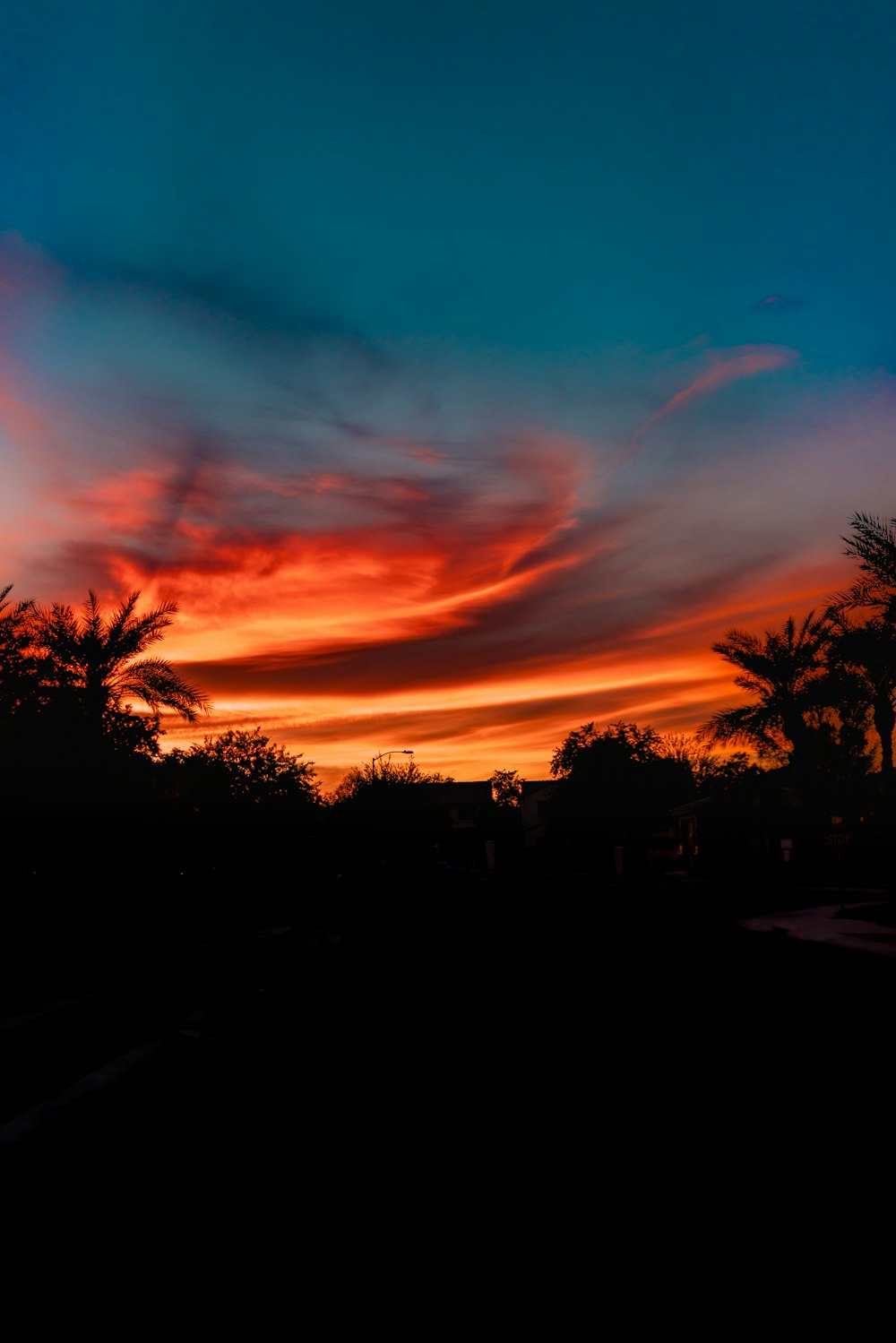 silhouette of trees during sunset