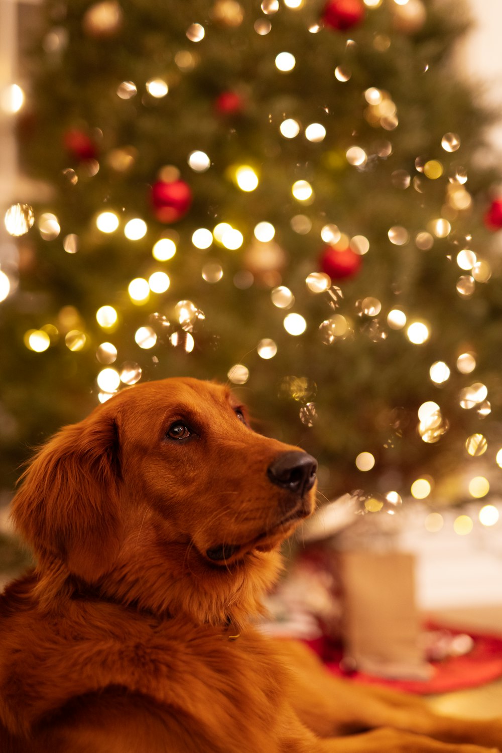 golden retriever with string lights on ears