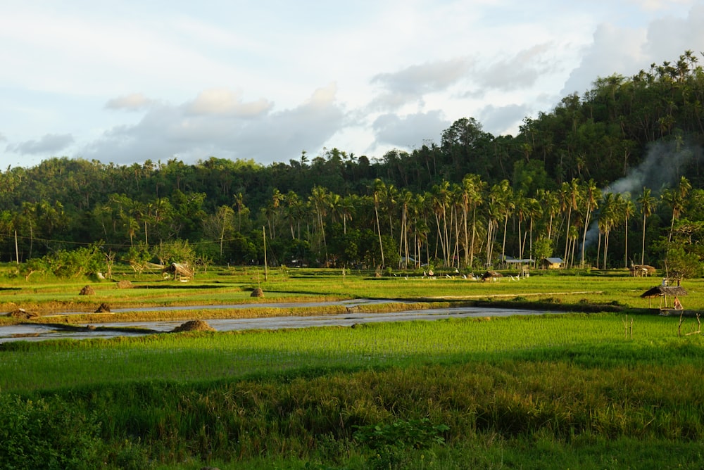 green grass field near green trees under white clouds during daytime