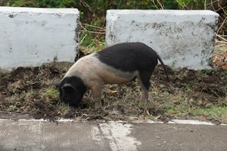 A playful kune kune pig rooting around in the snowy field.