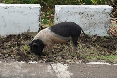 A playful kune kune pig rooting around in the snowy field.