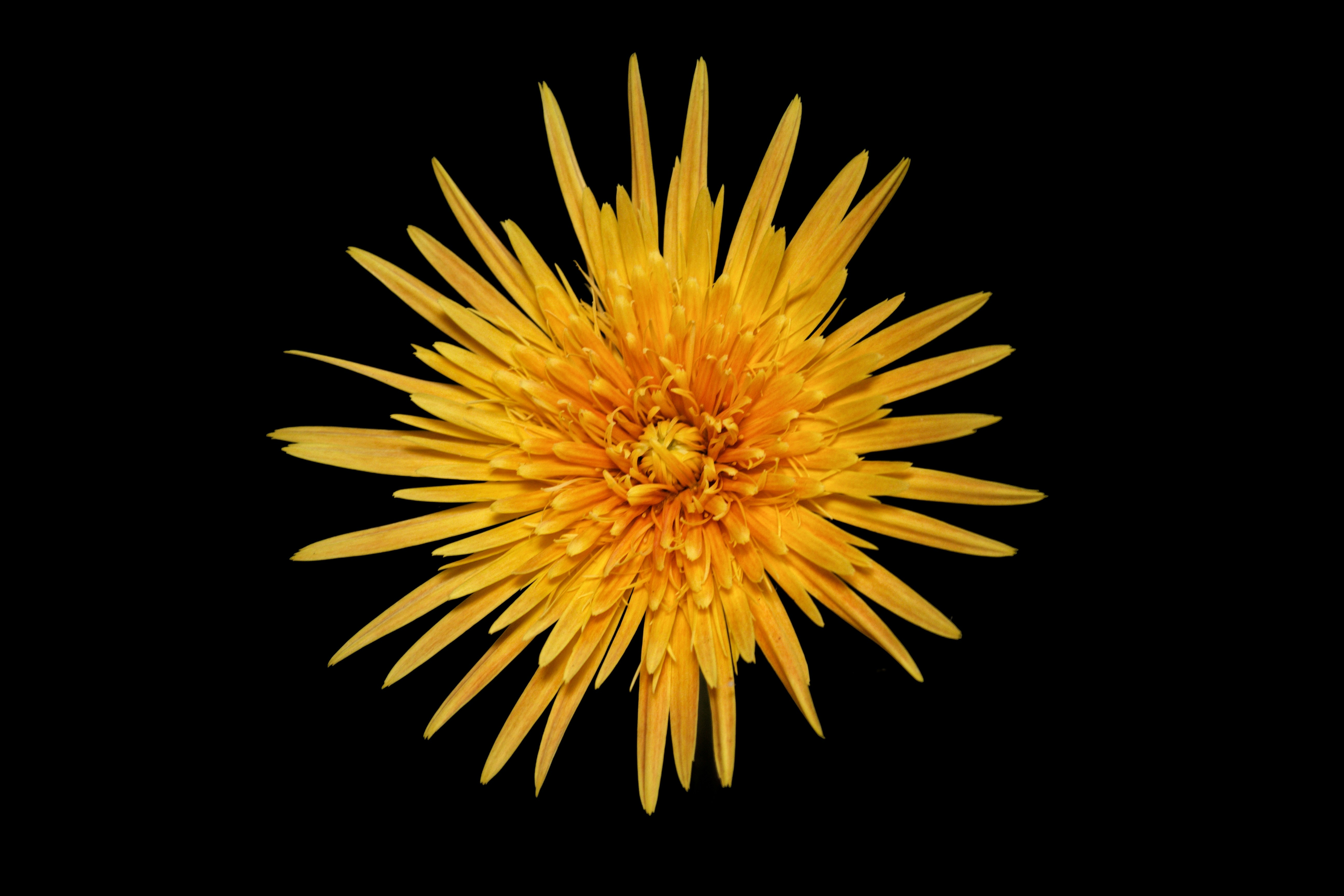 Photo by hrithwik2151