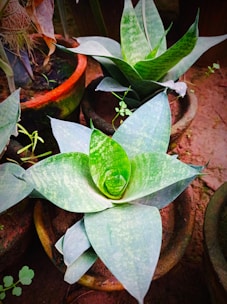 Close-up of a variety of potted green plants ready for wholesale distribution.